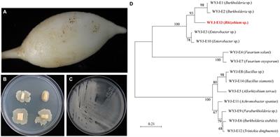 Deciphering the potential of a plant growth promoting endophyte Rhizobium sp. WYJ-E13, and functional annotation of the genes involved in the metabolic pathway